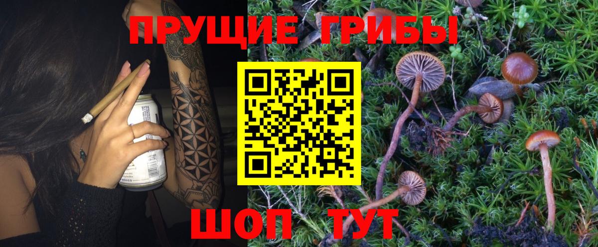 Псилоцибиновые грибы GOLDEN TEACHER Губкин